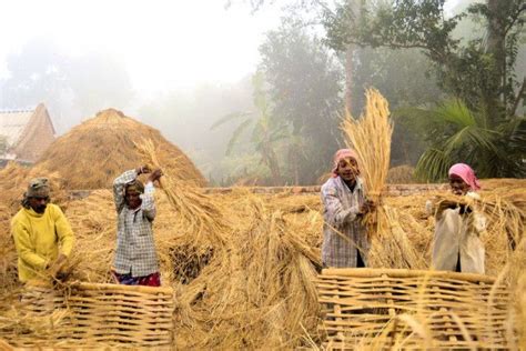 Bangladesh – Nabanna (New crop) is a Bengali harvest festival ...