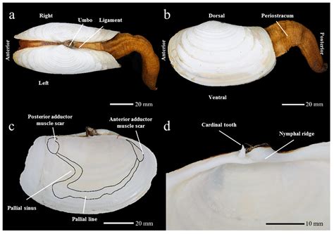 JMSE | Free Full-Text | New Record of Geoduck Clam Collected from the ...