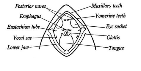 Mouth Cavity Of A Frog - Diagram Of A Frogs Mouth