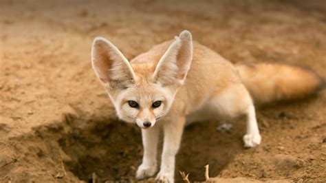 Fennec Fox | San Diego Zoo Animals & Plants