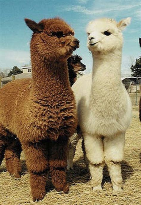 Baby llamas : aww