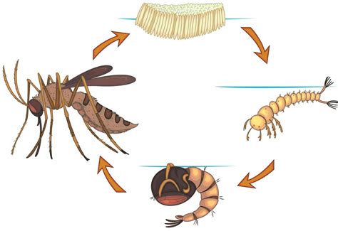 Mosquito Life Cycle Chart