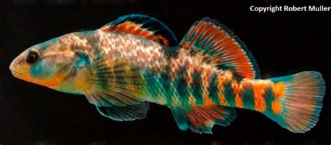 CREATURE FEATURE – Rainbow Darter – Friends of the Rouge