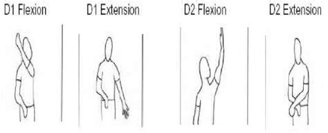 PNF D1 flexion, D1 extension, D2 flexion, D2 extension diagonals. | The ...