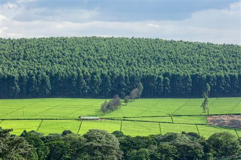 KERICHO - THE GREEN TOWN