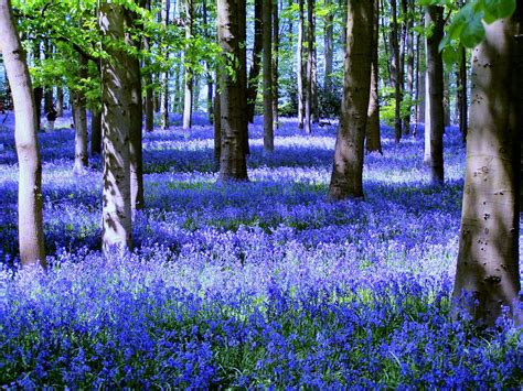 Bluebells, Coton Manor Gardens - a photo on Flickriver | Wild bluebell ...