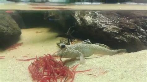 Mudskipper eating - YouTube