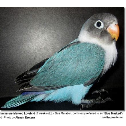 Lovebird Species