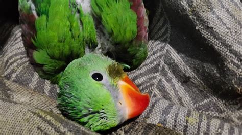 hand feeding indian ringneck baby parrot.hand feeding to alexander ...