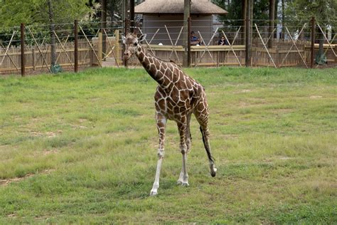 Giraffe - Zoo Atlanta