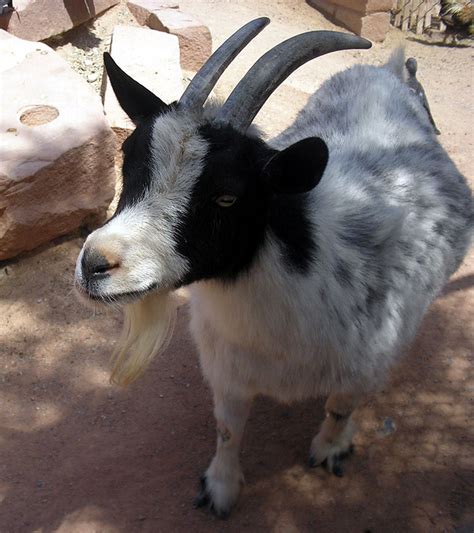 Pygmy Goats | Oklahoma State University