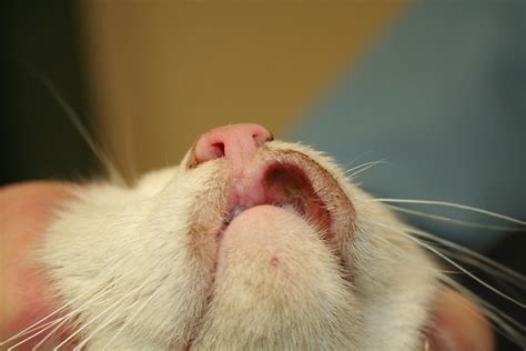 Rodent Ulcer | Rodent ulcers are a manifestation of Feline E… | Flickr ...