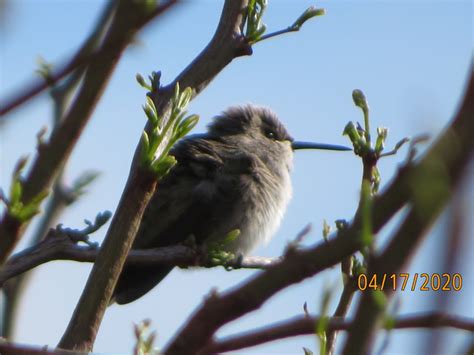 Female Costas Hummingbird - FeederWatch