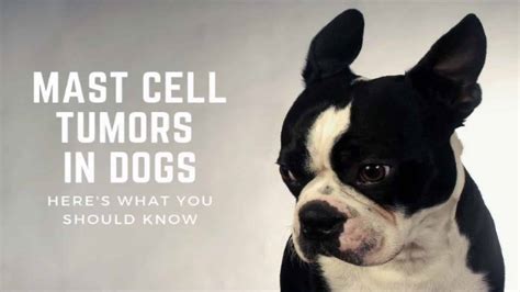 Mast Cell Tumors In Dogs: Here's What You Should Know