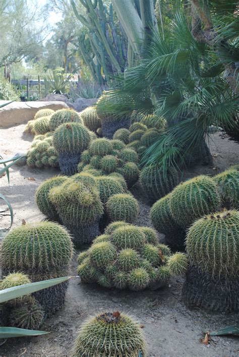 Barrel cacti at Moorten Botanical Garden in Palm Springs Landscape ...