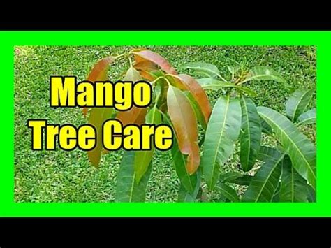 Mango Tree Care: Mango Plant Pruning, Mango Flower Drop Control, Mango ...