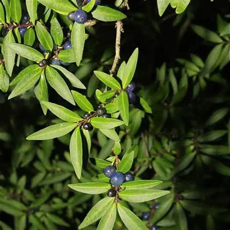 Lonicera pileata (Boxleaf Honeysuckle) - position, watering ...