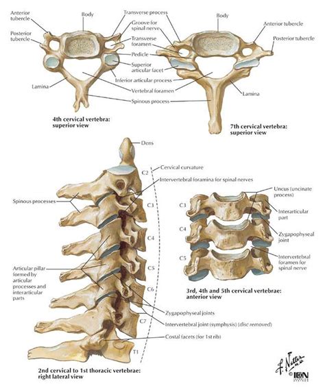 7 Cervical Vertebrae Diagram