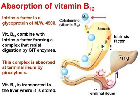 B12is Fat Soluble Absorb In Pancreatic Insufficiency