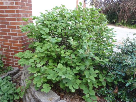 Fothergilla 'Mount Airy' (Dwarf Fothergilla, Mt. Airy Fothergilla ...