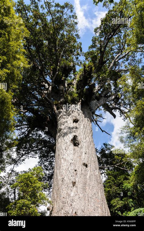 Tane Mahuta one of the largest remaining Kauri Trees in the world. It ...