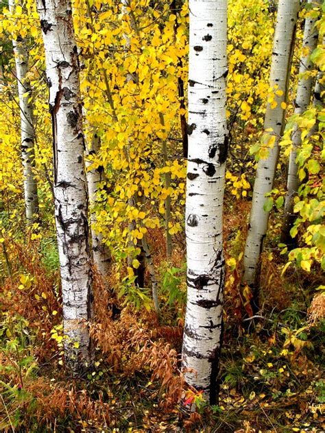 Fall Birch Trees stock photo. Image of growing, nature - 22315680