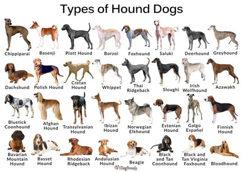 Hound breeds, Hound dog breeds, Hunting dogs breeds