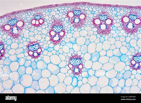 Monocot Stem Cross Section