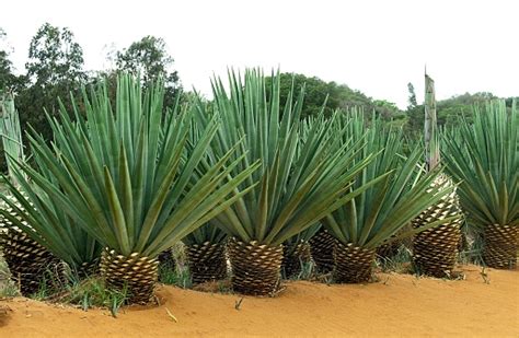 Rope Of Sisal Plant Agave Sisalana Plantation At Fort Dauphin In ...