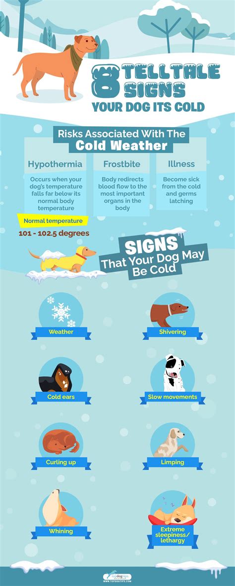 How to Tell If Your Dog Is Cold: 8 Signs You Must Watch Out For