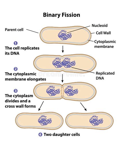 Fission Stock Illustrations – 5,597 Fission Stock Illustrations ...