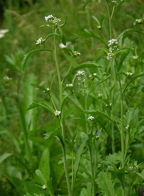 Pin en Plants around about