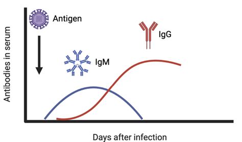 IgM and IgG antibody levels in the serum after viral infection ...