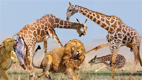 Giraffe kills lions by kicking GIRAFFE KICK LION TO DEATH LION DEFEATED ...