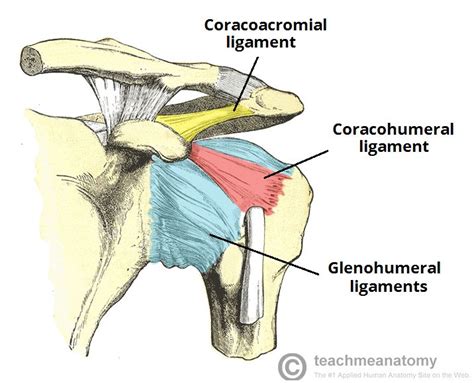 glenohumeral ligament - Google Search | Medical | Pinterest | The o ...