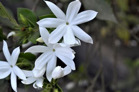 Growing Fragrant Jasmine Indoors | Jasmine plant, Jasmine flower, Plants