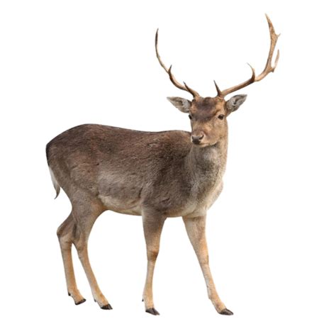 Deer PNG Transparent Images Free Download - Pngfre