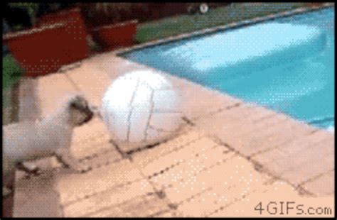 25 GIFs of Dogs Who Failed Super Hard (But We Love Them Anyway) - BarkPost