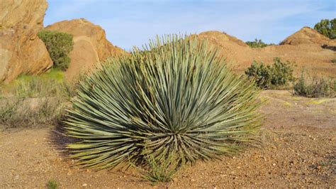 Native Desert Plants Factory Sale | dakora.com.co