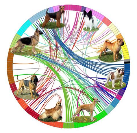 Genetic analysis reveals origins of dog breeds | CBC News