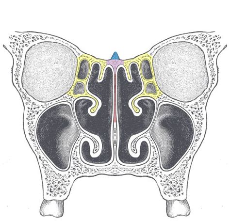 Ethmoid Bone - Location - Structure - Relationships - TeachMeAnatomy