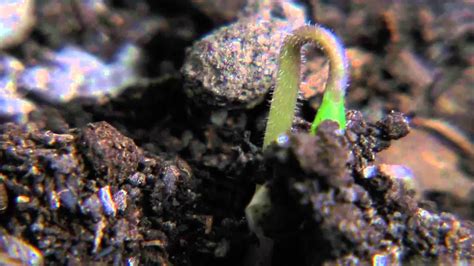 Tomato Seed Germination Timelapse with Macro lens - YouTube