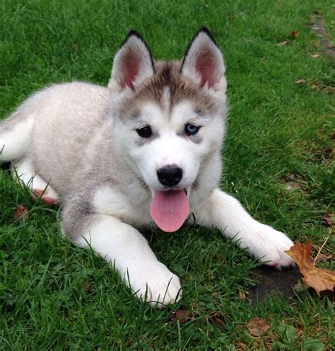 Alusky (Husky Malamute Mix) Info, Training, Puppies and Pictures