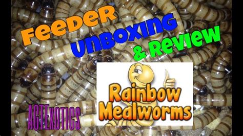 Rainbow Mealworms Unboxing & Review - YouTube