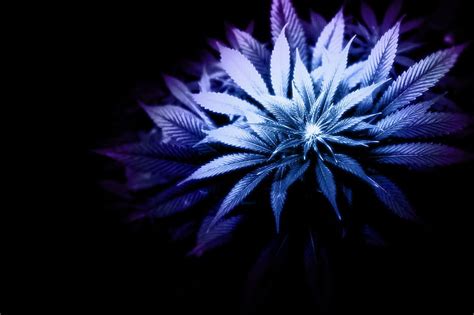 Purple Kush Wallpaper