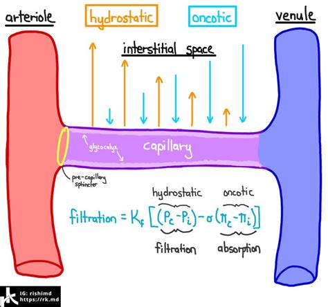 [Solved] 1) there if is excess interstitial fluid in the Right leg, how ...