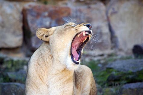 Female Lion Roaring Stock Photo - Image: 62718957