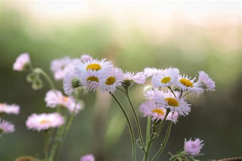 photography, Macro, Depth of field, Flowers, White flowers Wallpapers HD / Desktop and Mobile ...