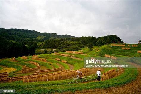 56 Oyama Senmaida Rice Terraces Stock Photos, High-Res Pictures, and ...