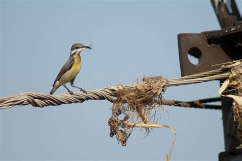 Female Purple Sunbird with Material for Her Nest. Stock Image - Image ...